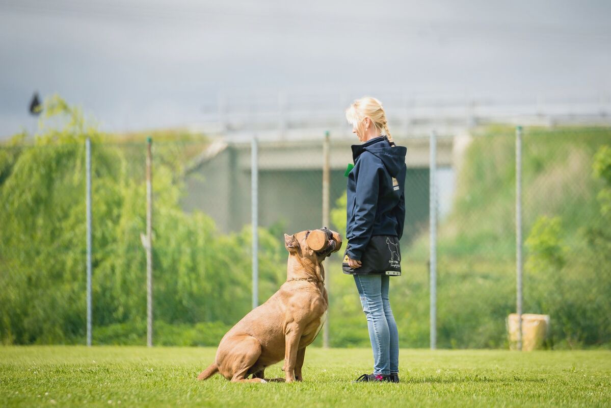 Sõnakuulelikkuse algkursus pühapäeval, 24. aprillil kell 18:00. Treener Livia Kask