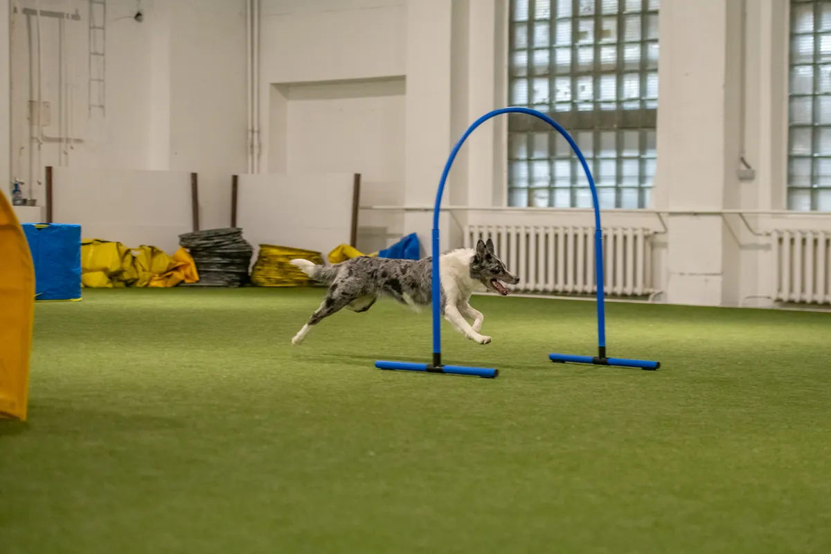 Sissejuhatus canine hoopersisse (hoopersi algkursus), esmaspäeval 08. septembril 19:30 (Marja 9). Treener Gerlin Kostap