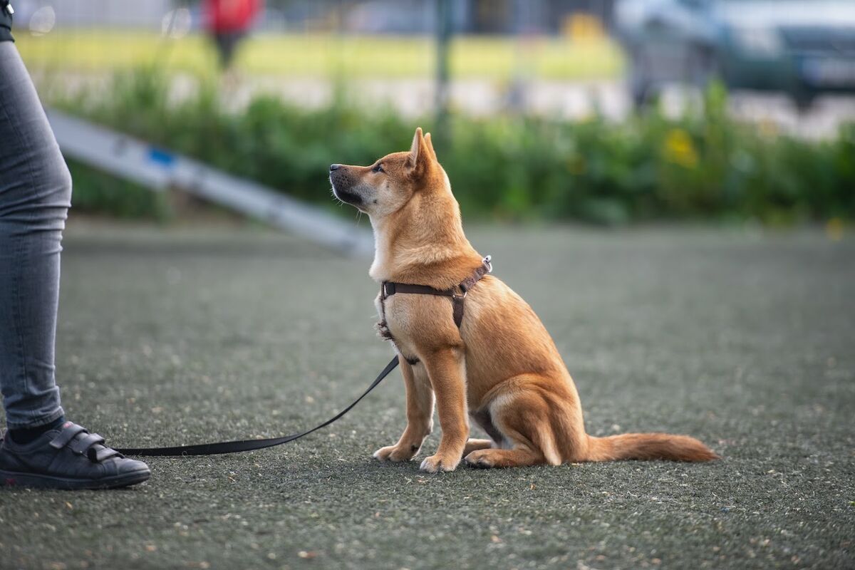 Kutsikakool (vanus 3-6 kuud) kolmapäeval, 21. jaanuaril kell 18:00 (Järvekülas). Treener Terje Peramets