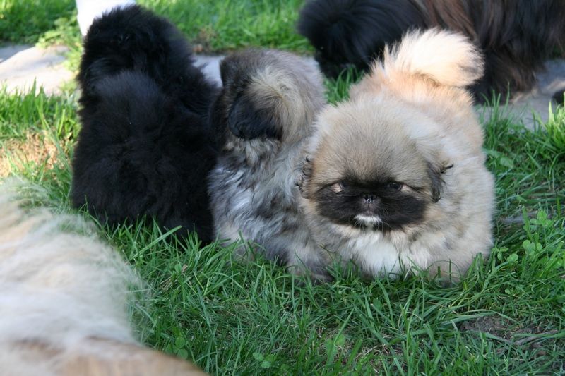 Kutsikakool väikest kasvu koertele (vanus 3-9 kuud), esmaspäeval 12. jaanuaril kell 18:30 (Marja 9). Treener Marina Roos