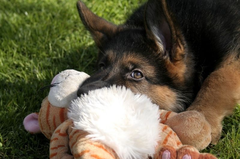 Kutsikakool keskmist ja suurt kasvu koertele (vanus 3-6 kuud), pühapäeval 29. märtsil kell 17:00 (Marja 9). Treener Livia Kask