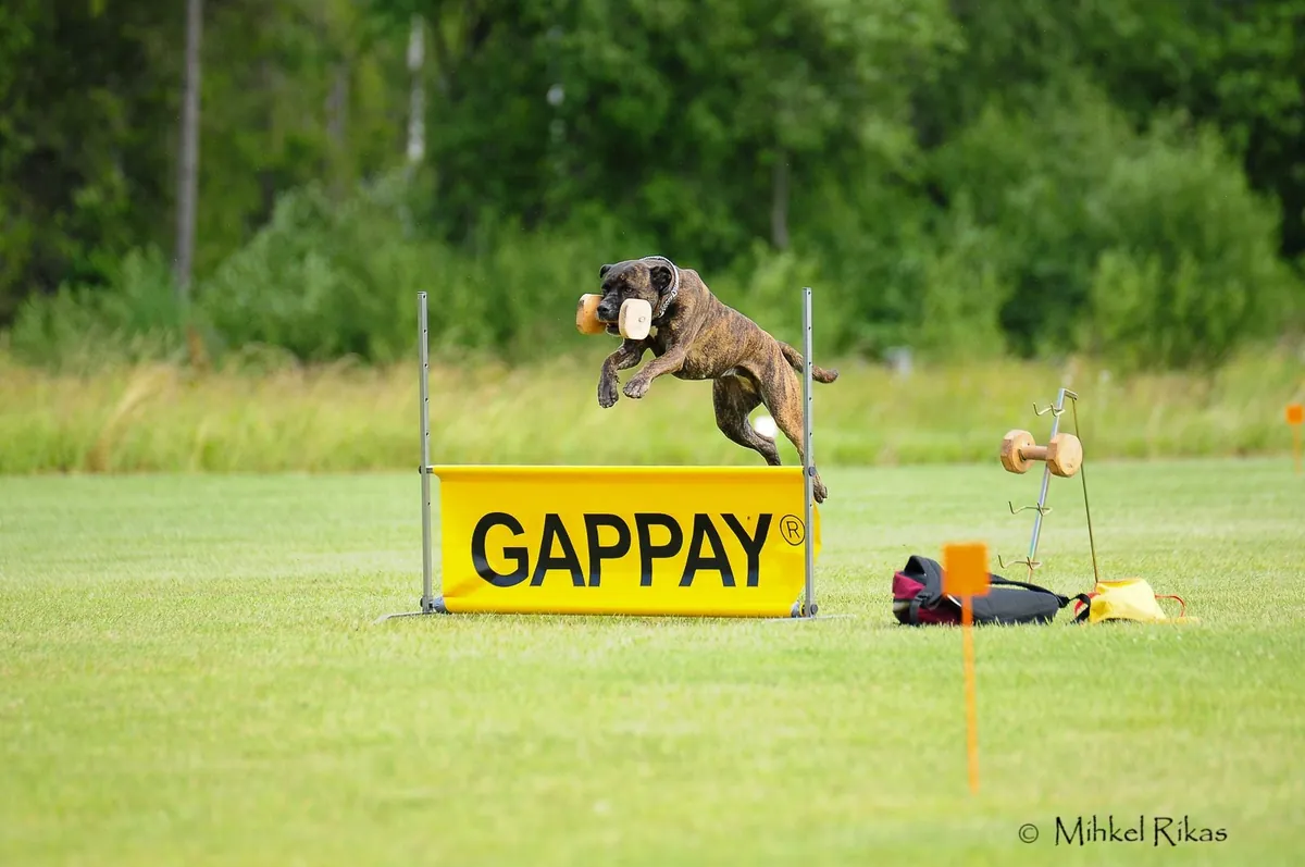 Kuulekuskoolituse jätkukursus kolmapäeval, 27. mail kell 18:00 (Järvekülas). Treener Terje Peramets