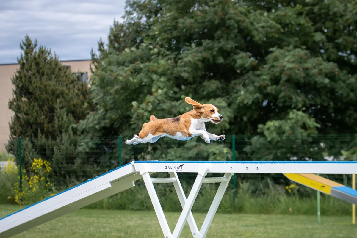Agility algkursus teisipäeval 11. oktoobril kell 18:00 (Vana-Tartu mnt, Järveküla). Treener Laurika Lint