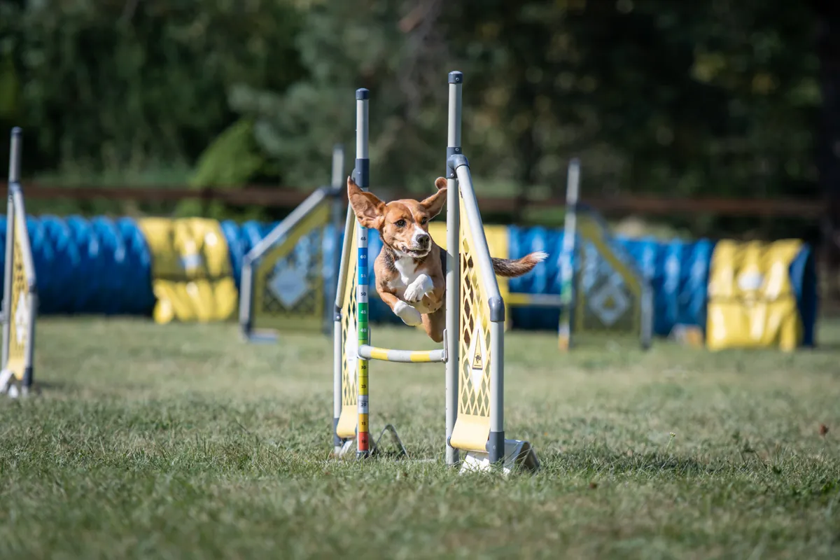 Agility algkursus pühapäeval 22. novemberil kell 20:00 (Vana-Tartu mnt, Järveküla). Treener Polina Morozova