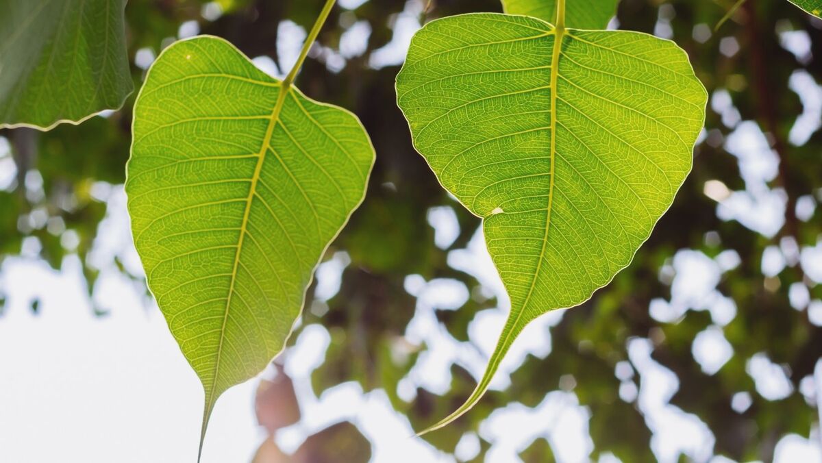 The Philosophy and Practice of Vasubandhu's Abhidharmakośa-bhāṣya