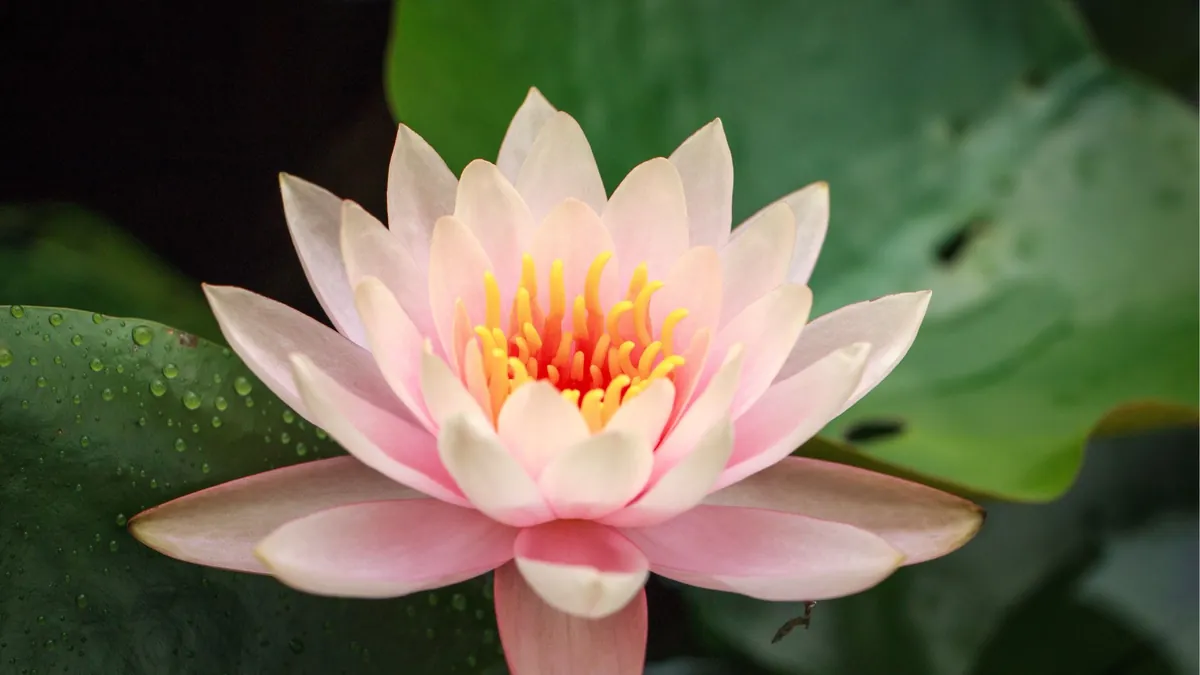 The Berkeley Circle @ Dharma College