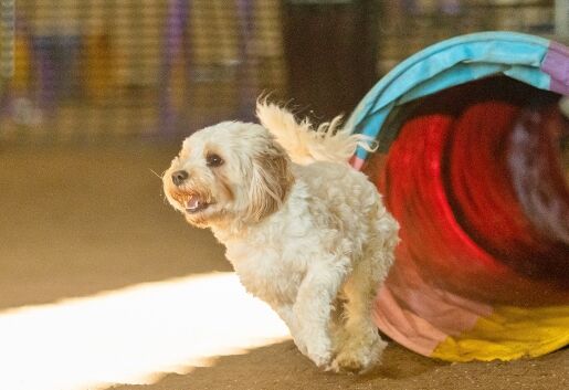 Beginner Agility Course Saturdays @10.15am (8 x weekly classes)