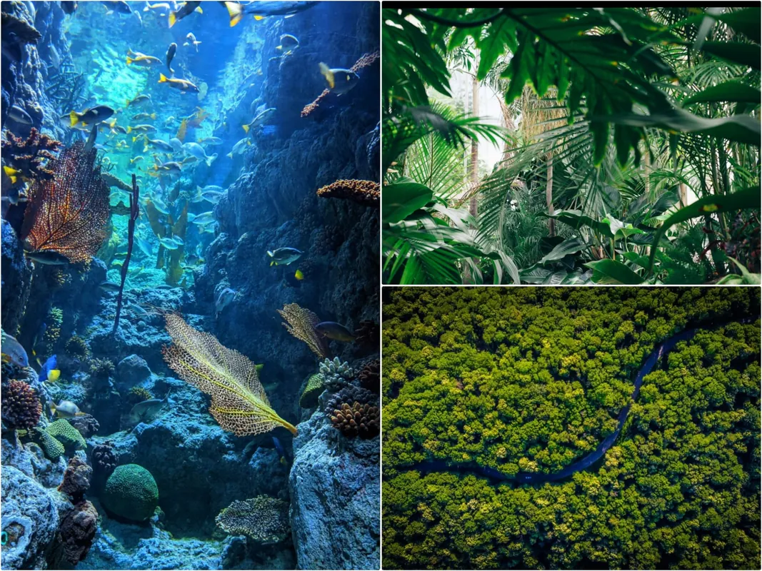 Onlinekurs Meeresbiologie - "Vom Regenwald ins Riff"