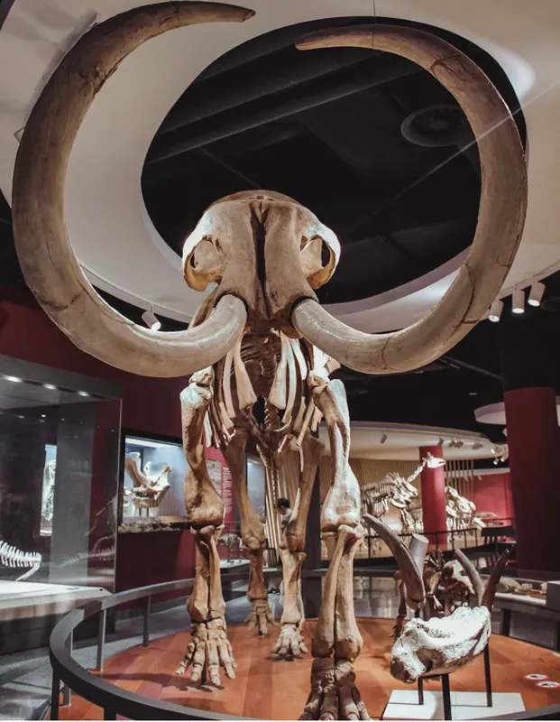 "Das Mammut - ein Tier der Kaltzeit" Führung im geologischen Museum (5 bis 8 Jahre)