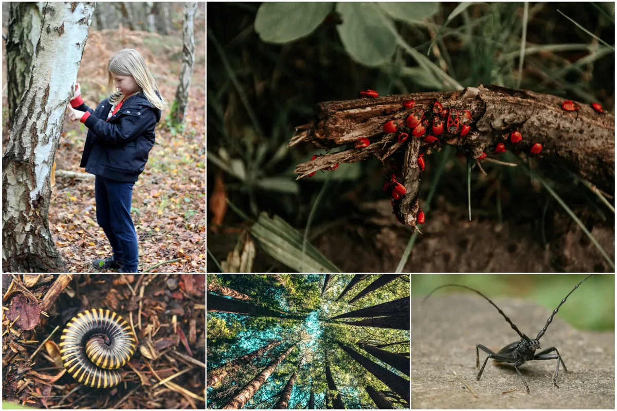 Workshop "Krabbeltiere" (5-8 Jahre)