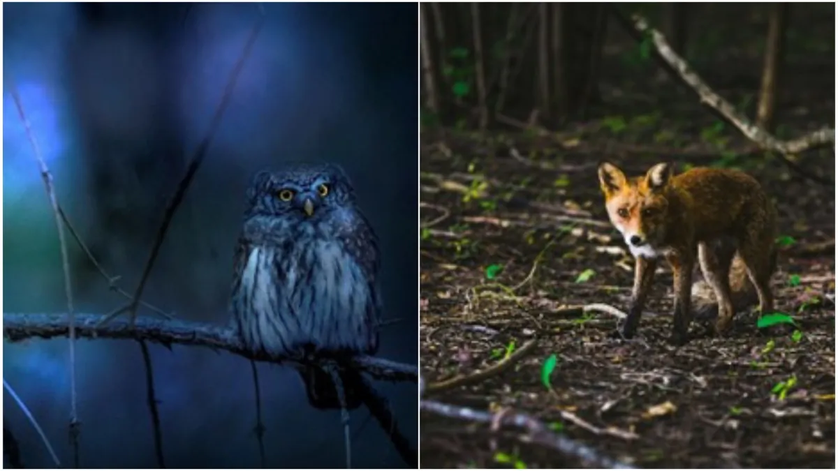 Onlinekurs Natur & Umwelt - "Nachts im Wald"