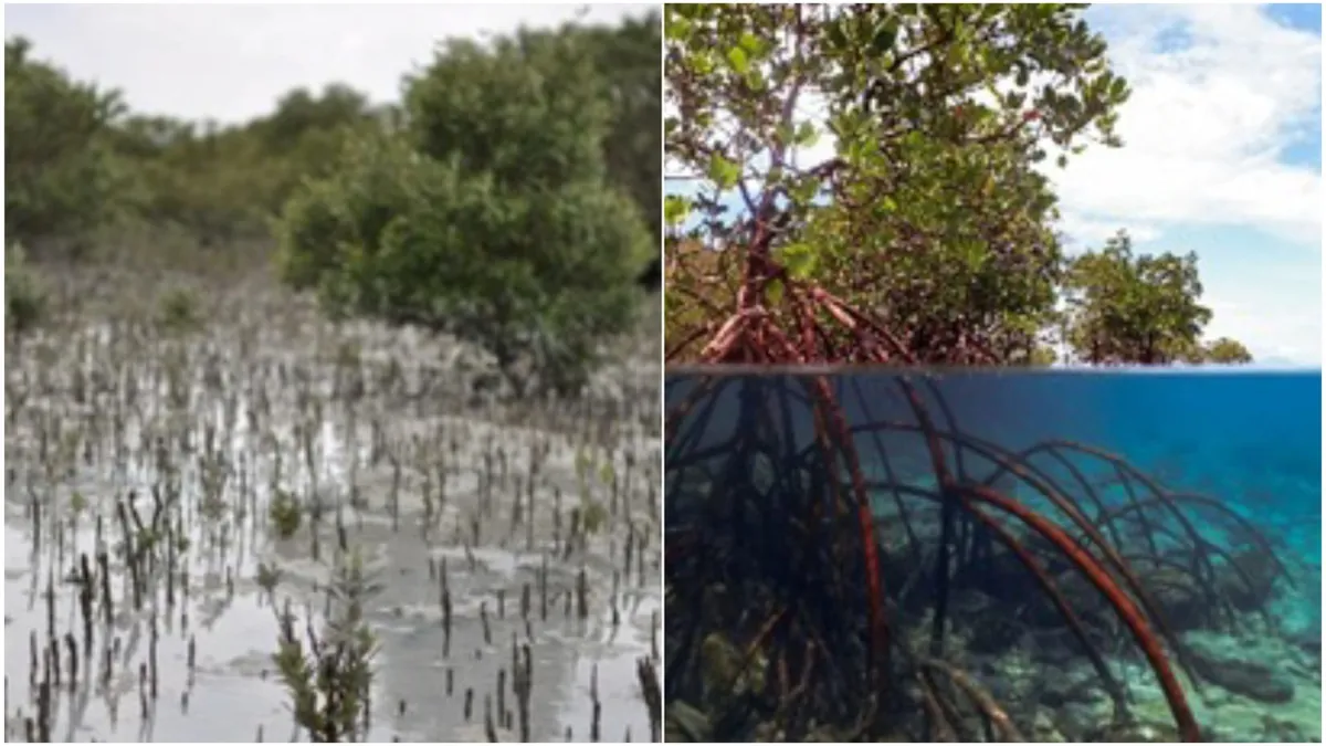 Onlinekurs Natur & Umwelt - "Der Dschungel an den tropischen Küsten - meine Forschungsreise „Mangrovenprojekt“"