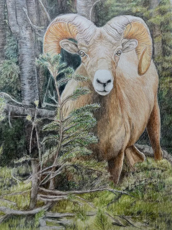 Russ - Colored Pencil