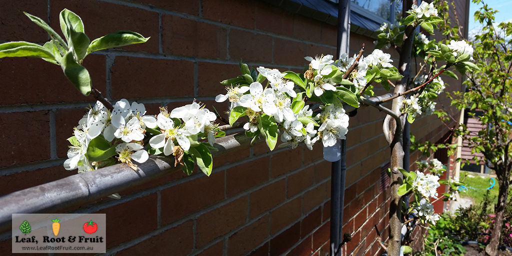 Espalier Workshop: Learn How to Create your own Garden Masterpiece