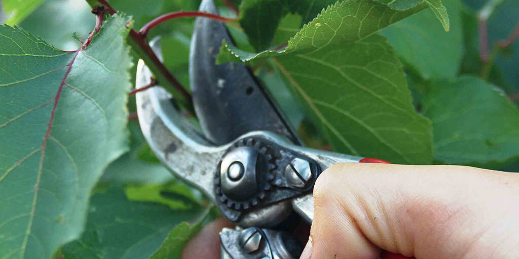 Summer Fruit Tree Pruning Workshop
