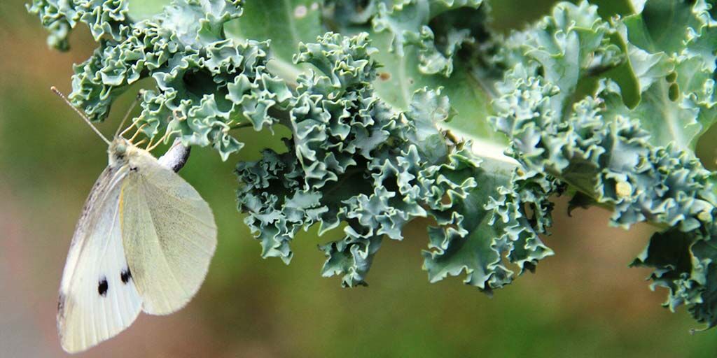 Natural Pest Control Made Easy