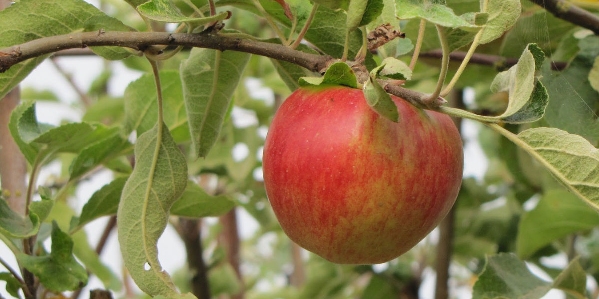 Backyard Orchards: Design, Implement and Maintain