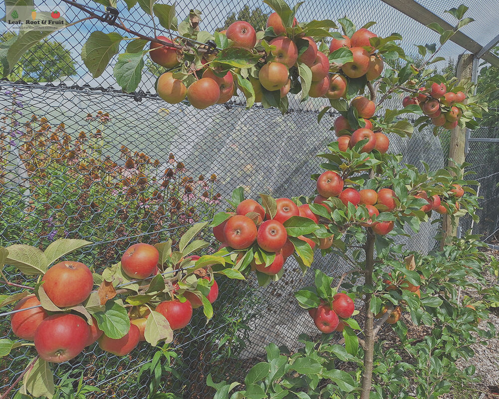 Espalier Workshop: Create Your Own Garden Masterpiece