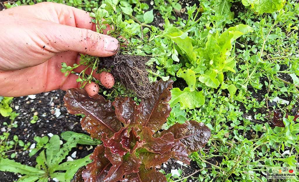 Controlling Weeds Naturally
