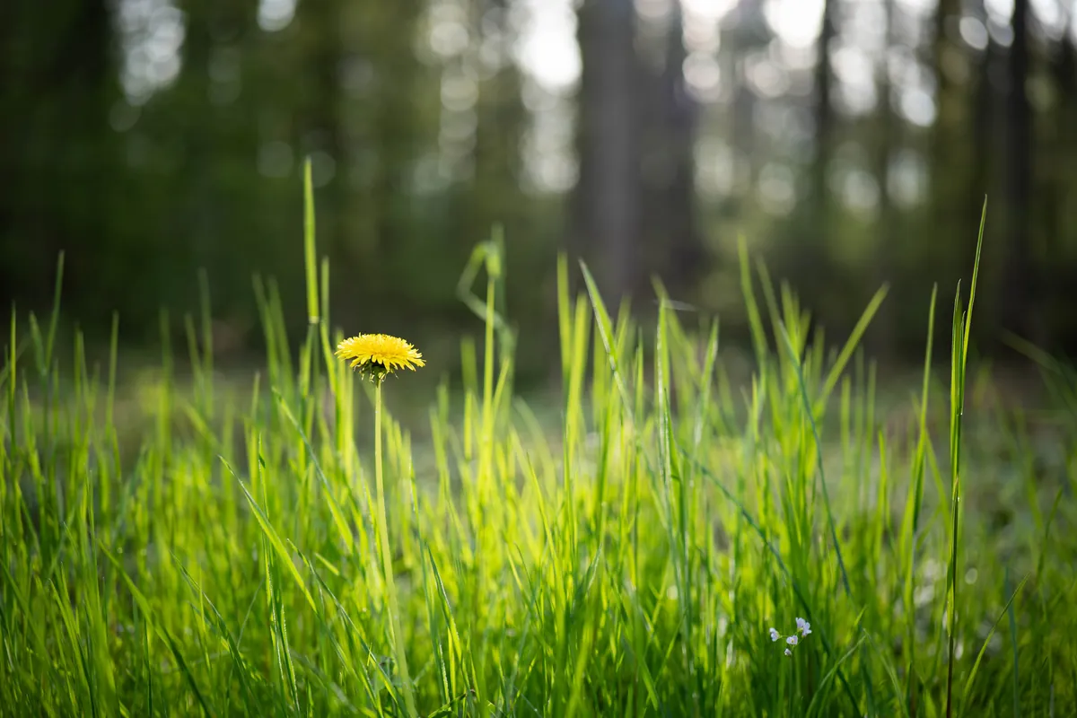 Basics of Photography