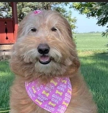 6723 Dogs with a Purpose: Steps to Therapy Dog Certification