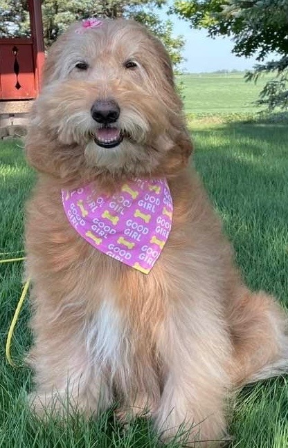 6723 Dogs with a Purpose: Steps to Therapy Dog Certification