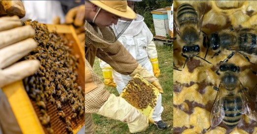 6726 Beekeeping Experience