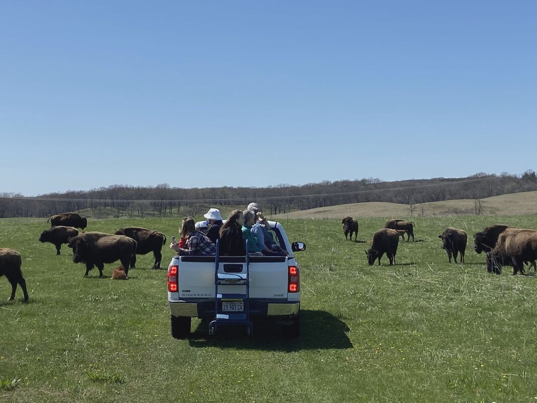 3542 Prairie & Bison Safari
