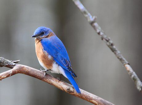 3590 Basic Birding