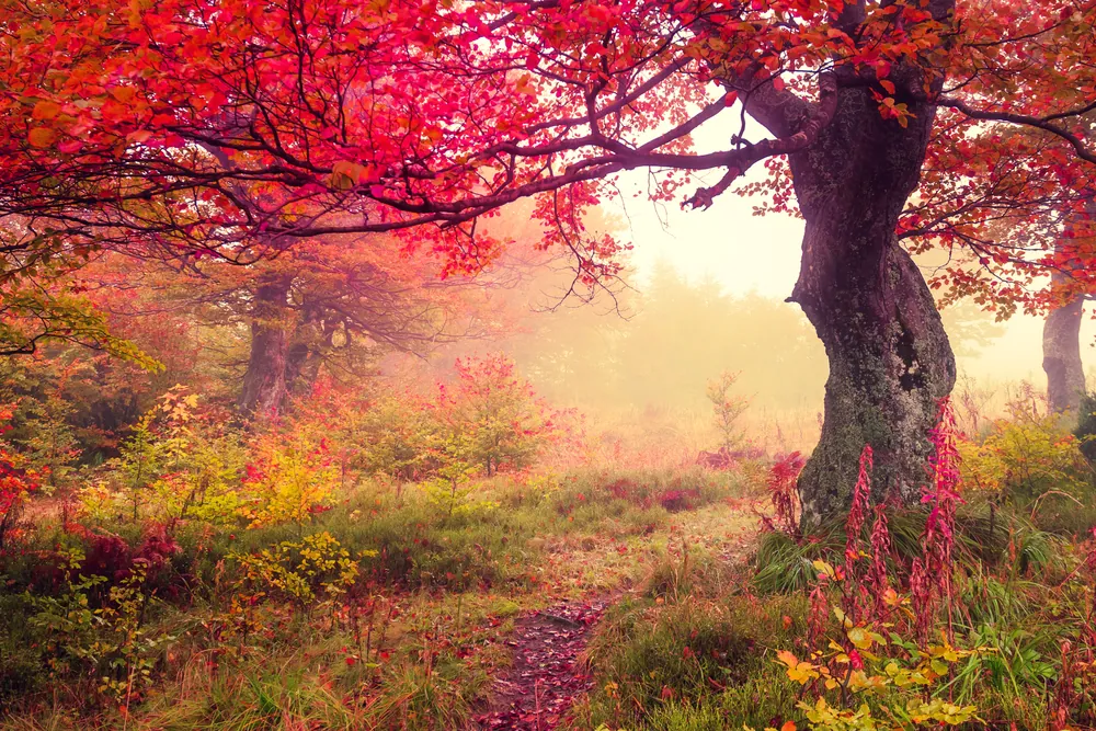 Crossing the AutumnThreshold