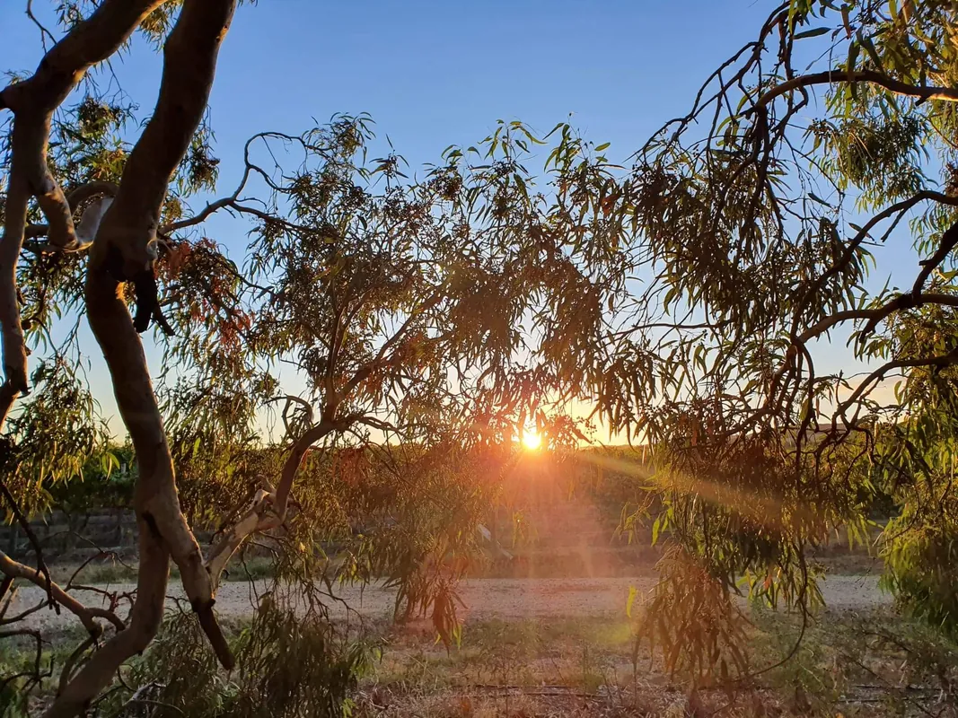 SunRISE 6 Day Practice