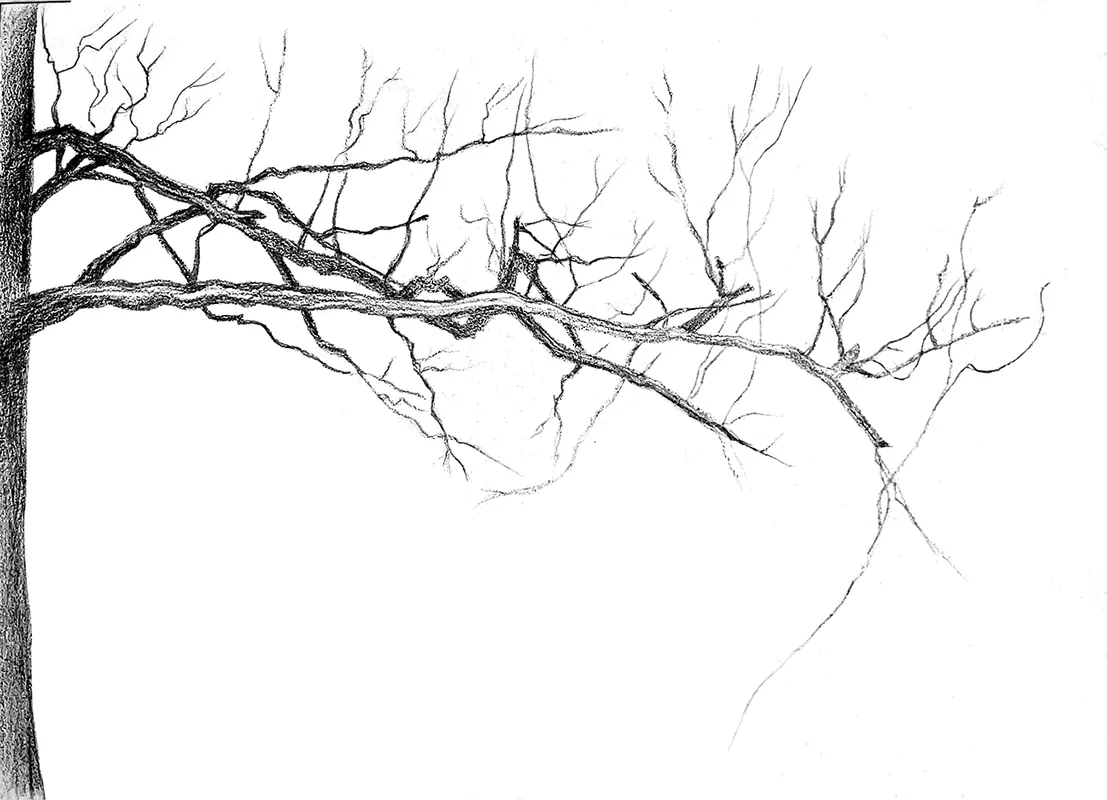 Silverpoint Drawing