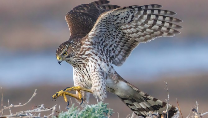 Raptors: Masters of the Sky