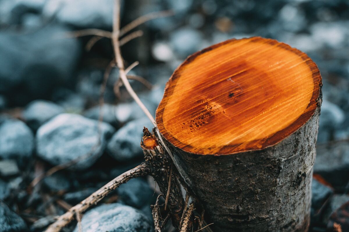 Chainsaw - Felling Small Trees (3 days)