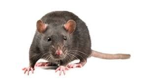 Level 2 Award in Rodent  Management