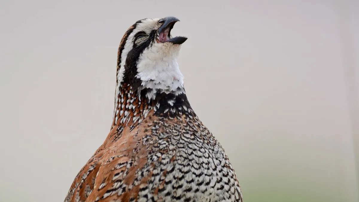 Community Event: Northern Bobwhite and Managing for Wildlife