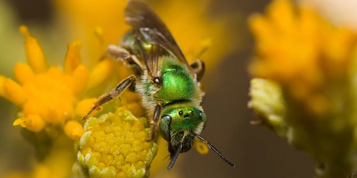 The Fascinating World of Bugs with Laguna Canyon Foundation