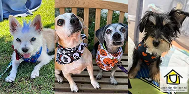 How Unconditional Rescue for Senior Dogs is Changing the Game