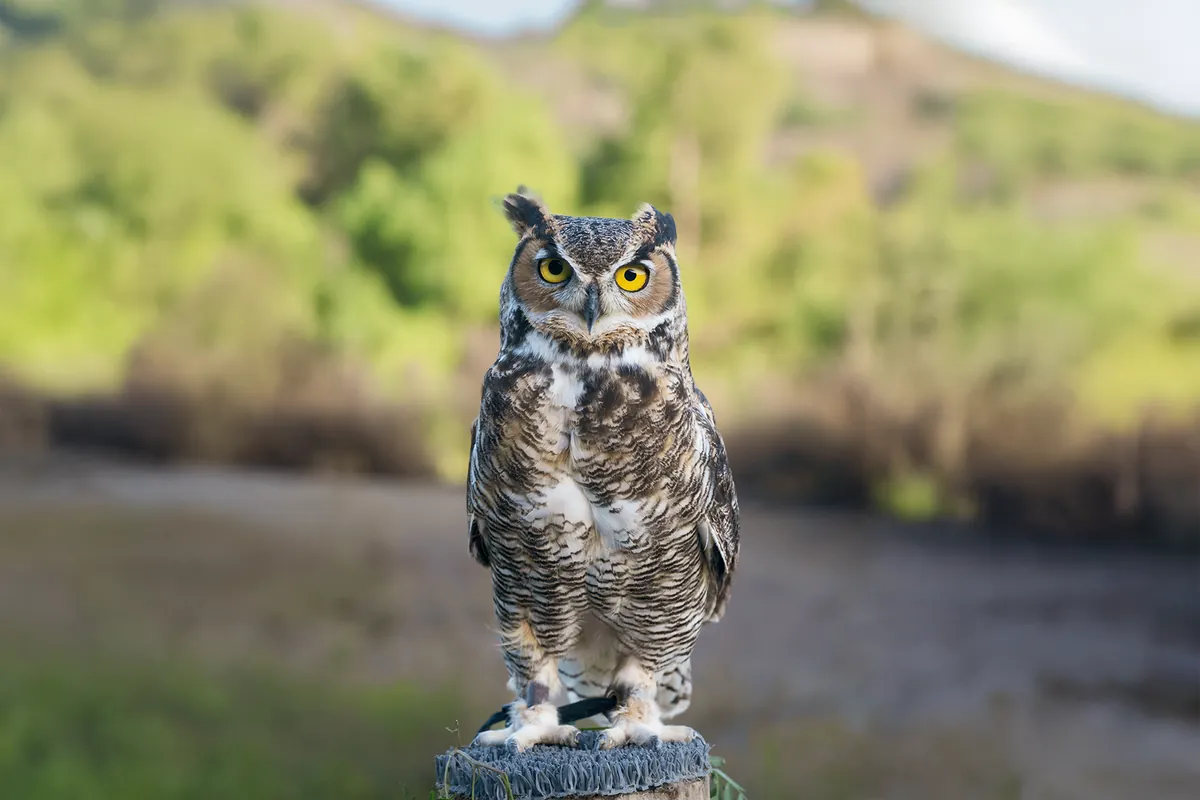 Orange County Birds of Prey