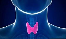 The Small but Powerful Thyroid Gland