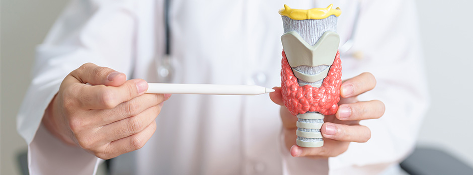 The Small but Powerful Thyroid Gland