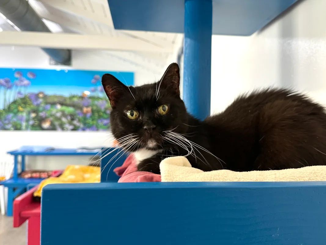 Golden Years in the Canyon: Inside the Blue Bell Foundation for Cats