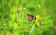 Honoring Your Life: End-of-Life Planning