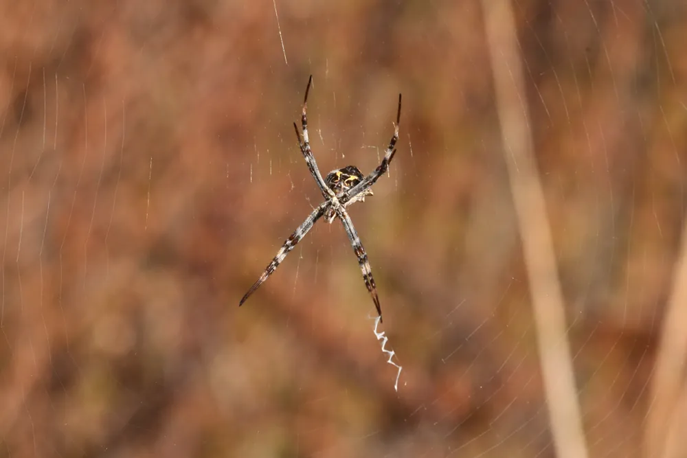 "What's So Special about Spiders" with Laguna Canyon Foundation