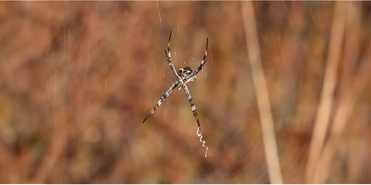 "What's So Special about Spiders" with Laguna Canyon Foundation