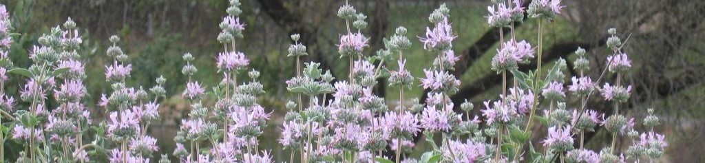 Ventura Wild Spring Session Sign-up Form