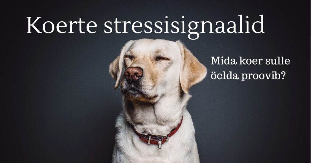 Koerte stressisignaalid - Mida koer sulle öelda proovib?
