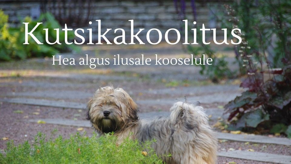 Kutsikate eelkool Hea elu harjutused 7.09-28.09 E, N kl 17.30-18.25