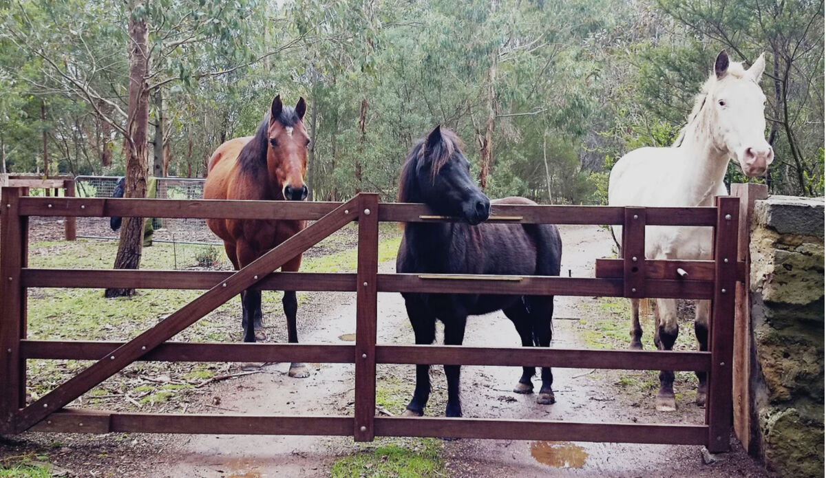 Equine Assisted Therapy 2026 (By Appointment)