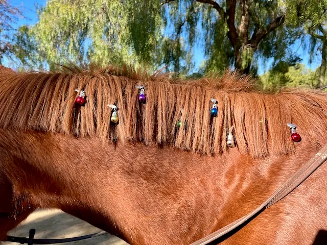 Winter Break with the Horses